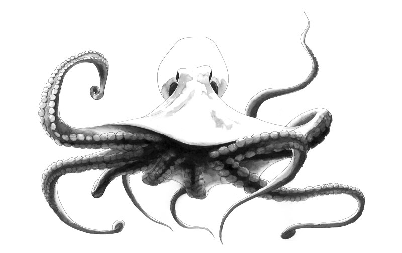 kraken, 2019, 30x40cm