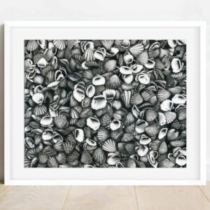 coquillages (50 x 65cm)