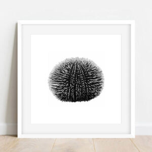 oursin violet (30 x 30cm)